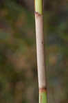 Tall horned beaksedge